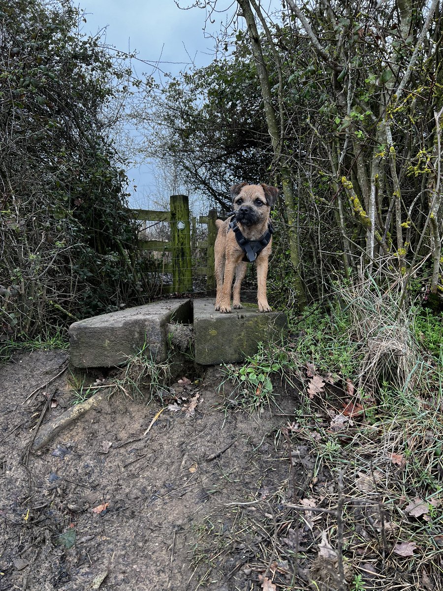 Follow @bob_the_border_terrier on Insta