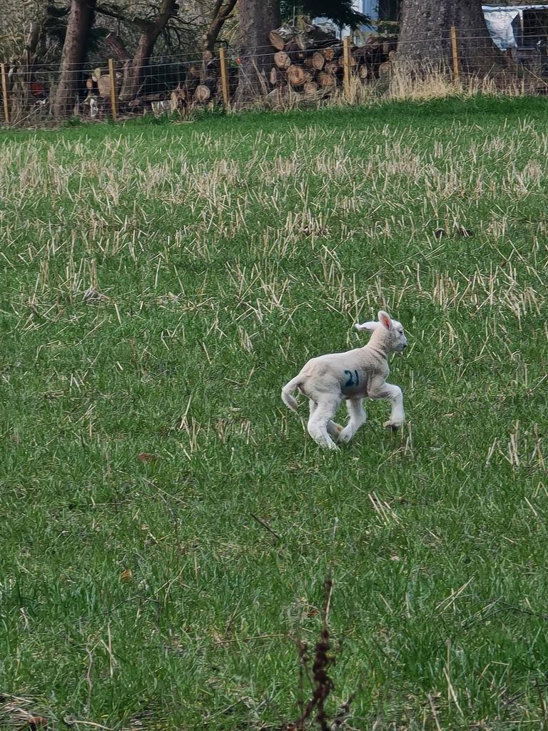 Frolicking...not a care in the world. #lambingseason