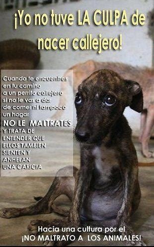 Sus ojitos miran con ternura  en busca de comida y una caricia, sino te conmueve  su mirada y no les quieres ayudar ,no les maltrates ,no pisotees sus derechos , ellos no eligieron ser callejeros alguien sin alma les abandonó a su suerte 
#AdoptaNoCompres 
#RespetoALosAnimales