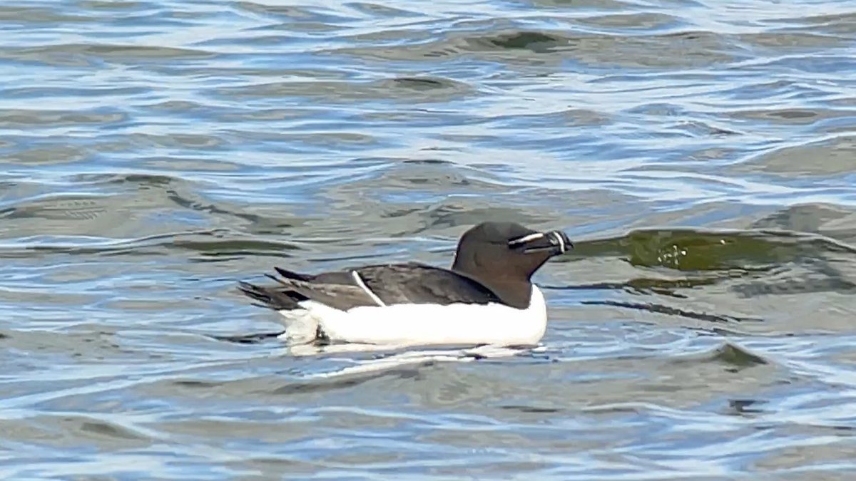 Big day at Langford! Razorbill found and photographed by @James4Nature ... also bittern, beardies, blackcap and a Bewick's swan 👍