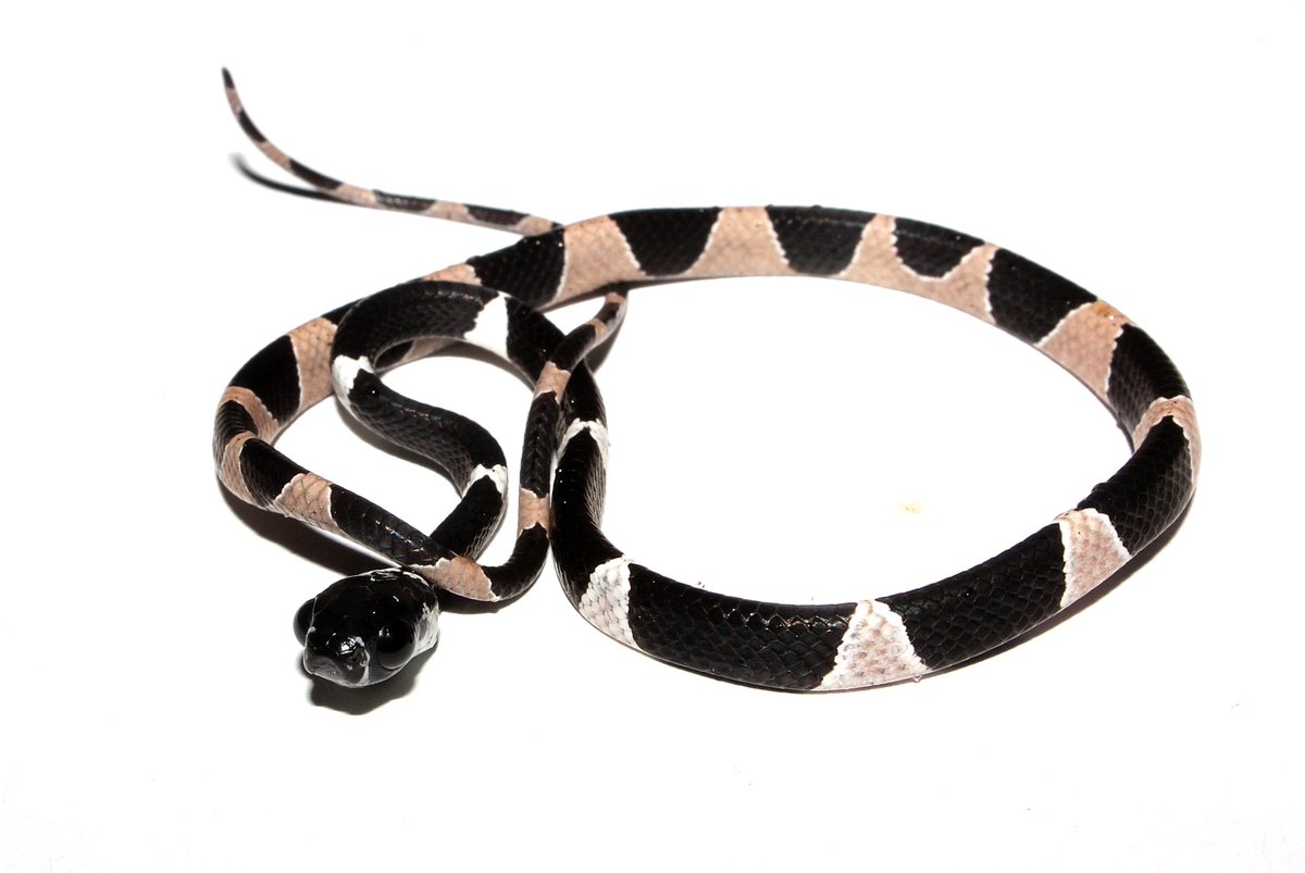 Proteger las condiciones naturales y la riqueza de estos ecosistemas requiere de la participación de la Autoridad Ambiental Nacional, de los gobiernos locales, las organizaciones de la sociedad civil y la comunidad. 
Video: fb.watch/jFqtzoRSek/?mi…
@nciecuador <a href="/utpl/">🎓 UTPL</a>  <a href="/INABIO_EC/">INABIO.EC</a>