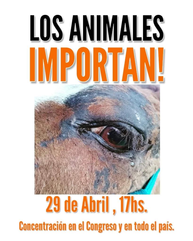 VPC🐎Voluntarios Por Los Caballos tweet media
