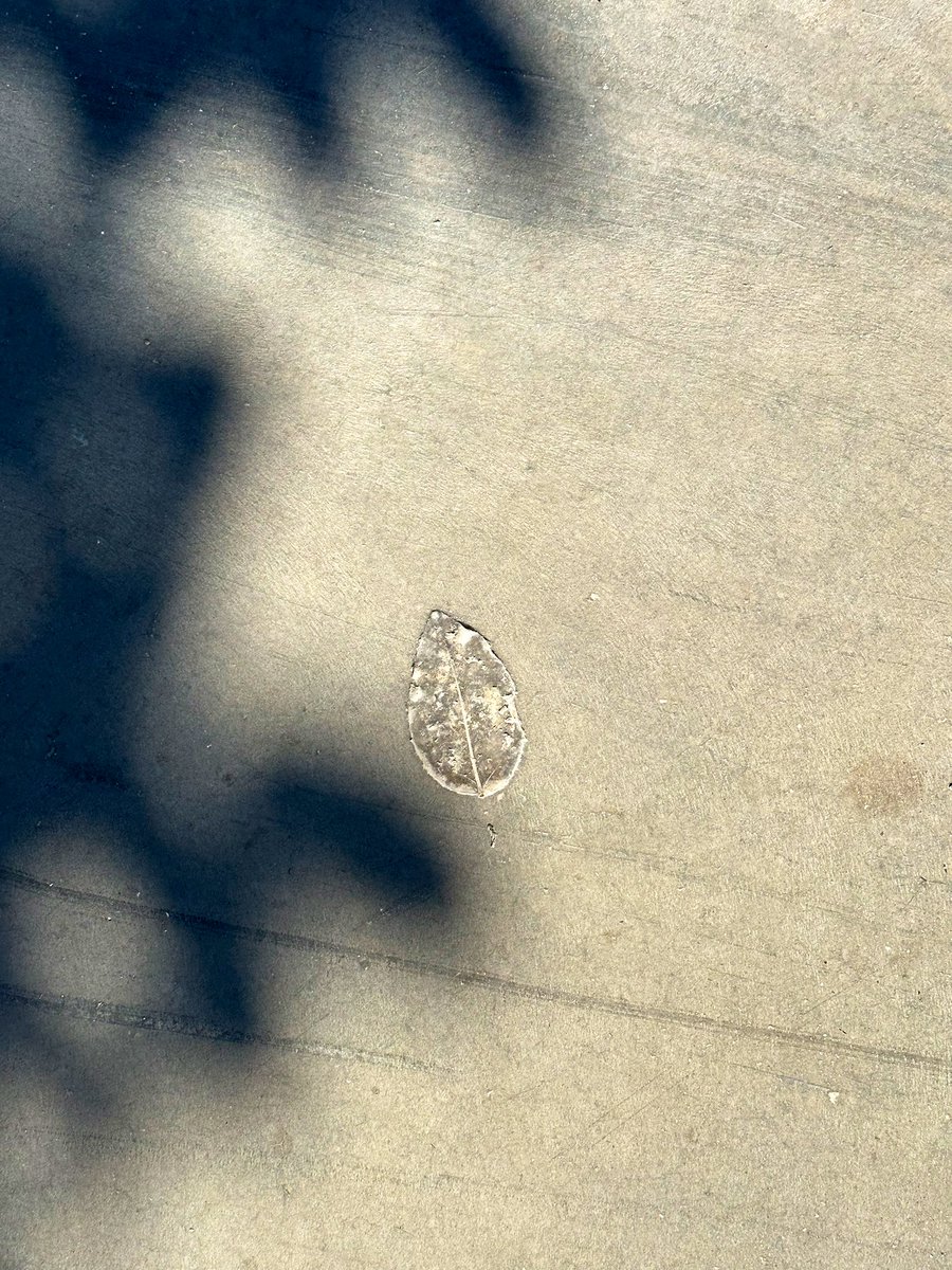 mervozgr's tweet photo. Nature’s footprints🍃 https://t.co/y72fJiiCuG