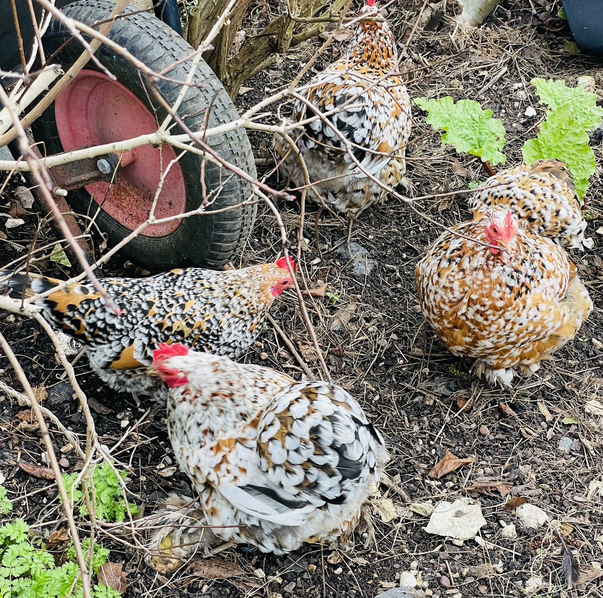 AnnaMTuckett's tweet photo. For your delectation. #fluffybums #chickens https://t.co/ge6BW9NFu3