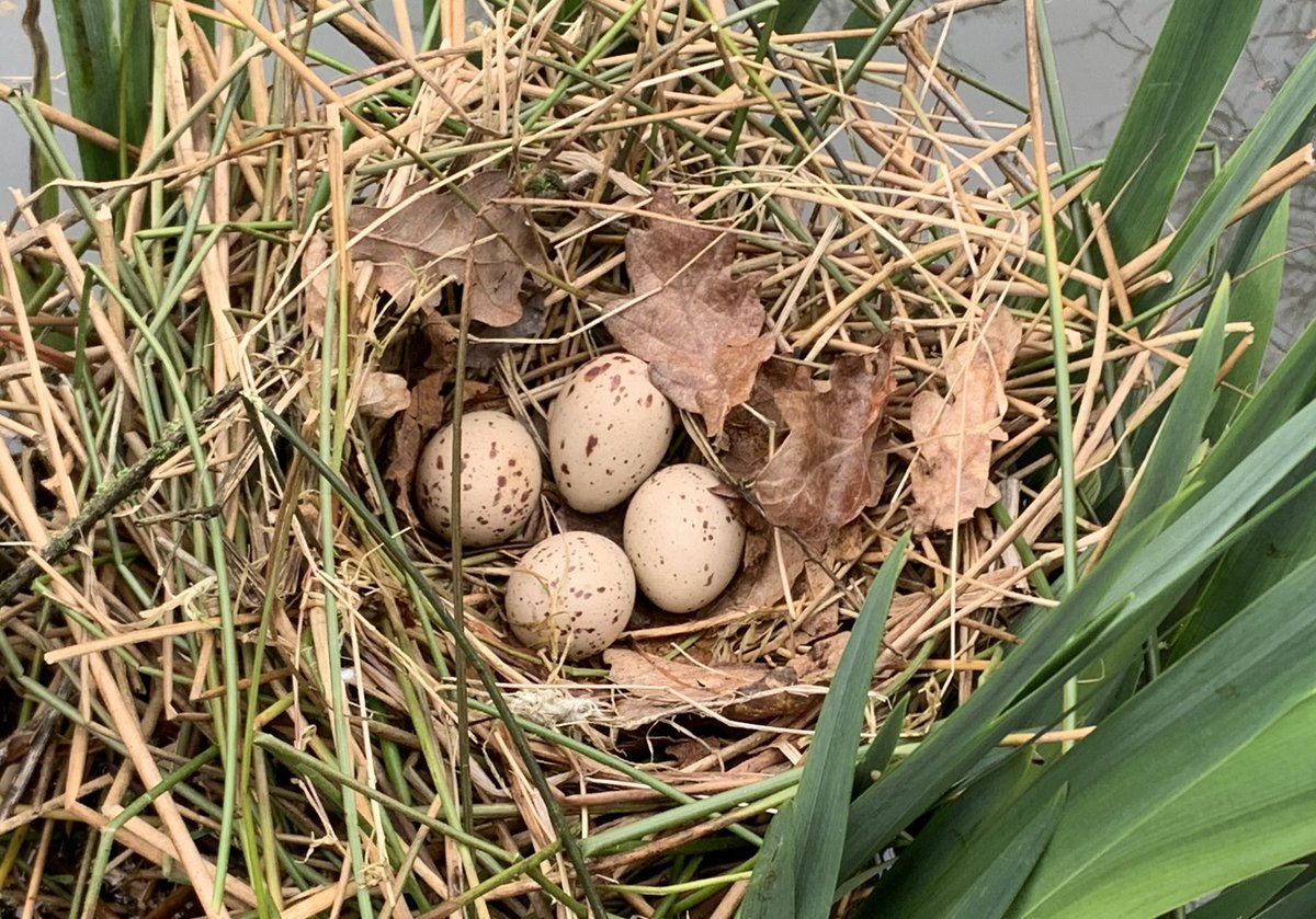Moorhens have been busy on the pond and no, we didn’t disturb them to get the pic.