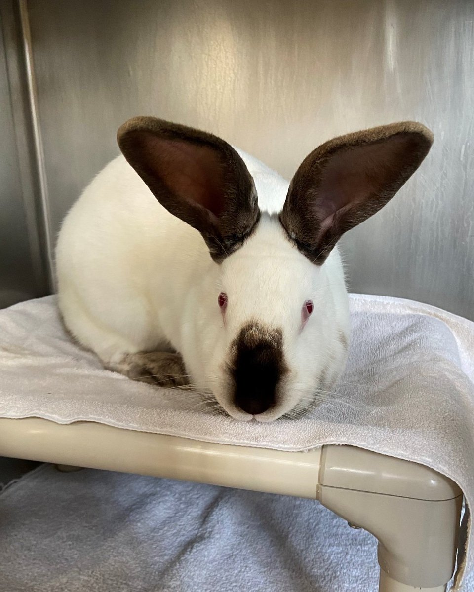 Fuzzball is an outgoing, loving bunny. She’ll never say no to a head rub, a scratch between the ears, or her favorite greens. Fuzzball and her big, fuzzy ears would love to meet you at our Palo Alto shelter!