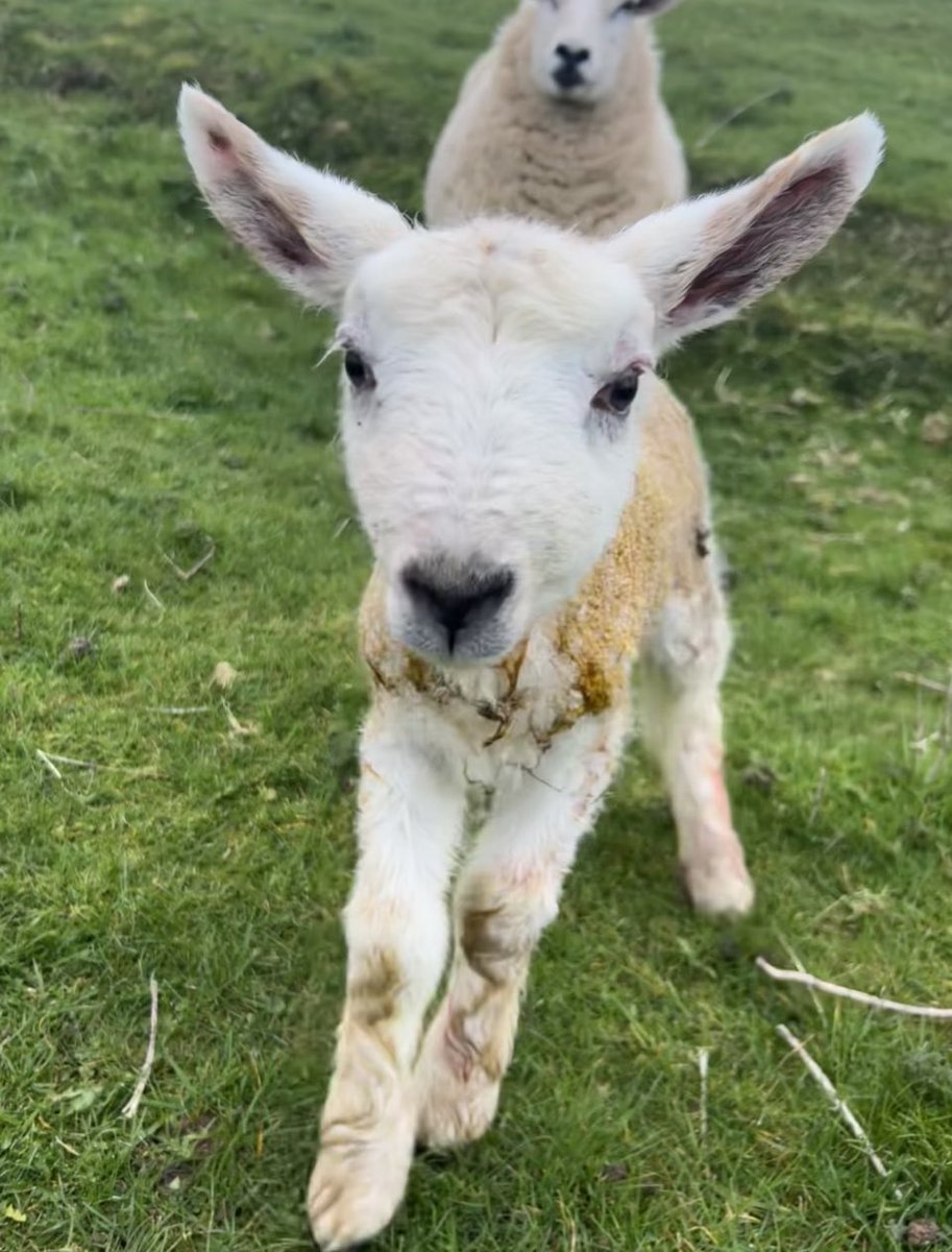 ***Lamb of the Day***
Look at those ears/ almost ready for take off! #sheep365 #lamboftheday #lambing2023