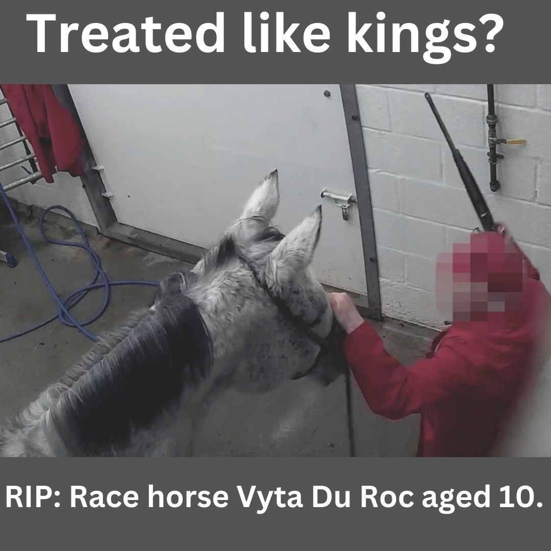 Animal Aid tweet media