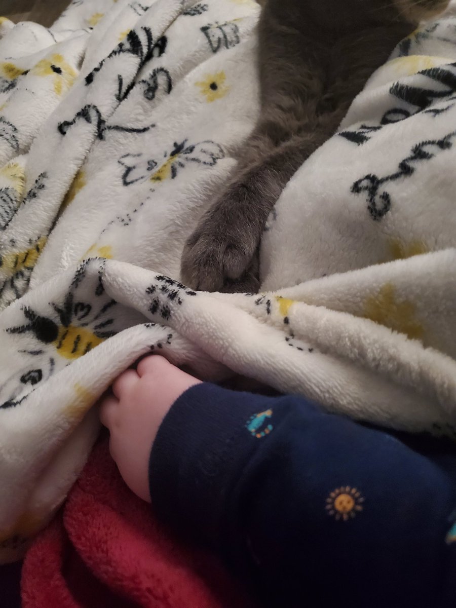 Mainesunshine13's tweet photo. Nap trapped and someone is making known that he misses being the baby https://t.co/IR7bCLYBUO