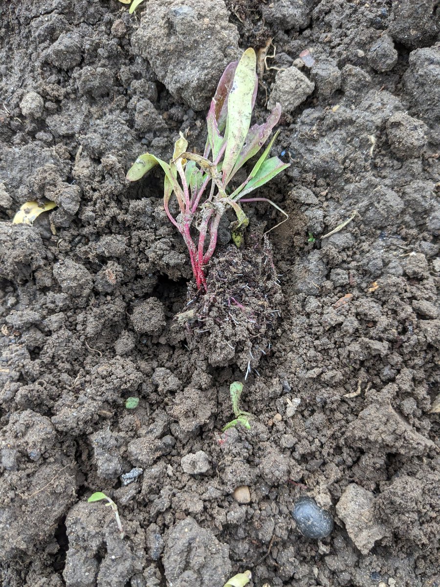 Jack Scott tweet media