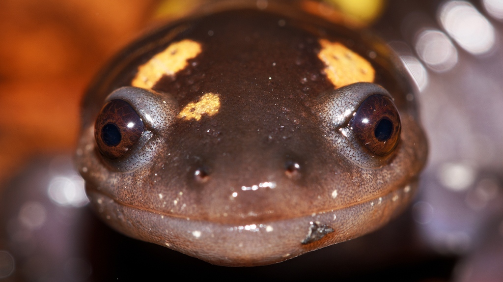 OrianneSociety's tweet photo. Every winter we look forward to seeing our resident #SpottedSalamanders as rain brings them to the surface for a couple weeks. In this month’s #Fieldnotes, Ben talks about Spotted Salamander ecology and their unique symbiotic relationship with #algae.
https://t.co/PdJuVJ171u https://t.co/UVBSeGNCR1