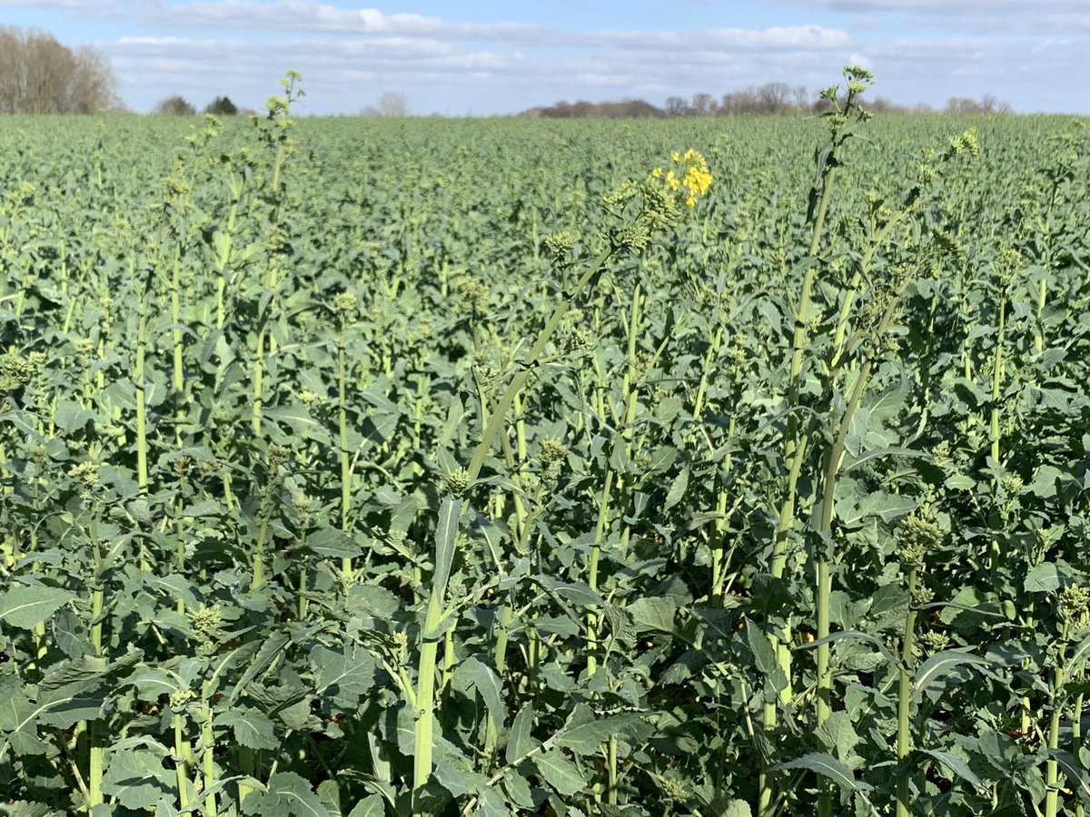 Oilseed Rape is just coming into bloom in Buckinghamshire. Game on! 🐝🍯 #bees #beekeeping #honey #Buckinghamshire #Bucks #OSR #OilSeedRape #Rapeseed