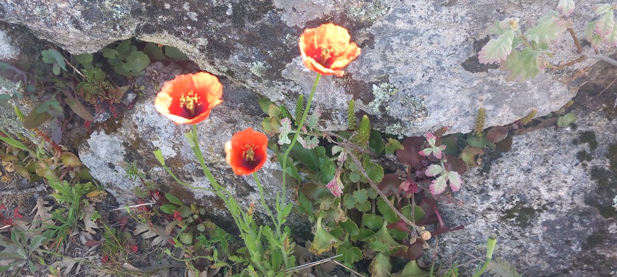 JaneGre31530250's tweet photo. Spring has arrived in Central Portugal https://t.co/vAQCYdRkml