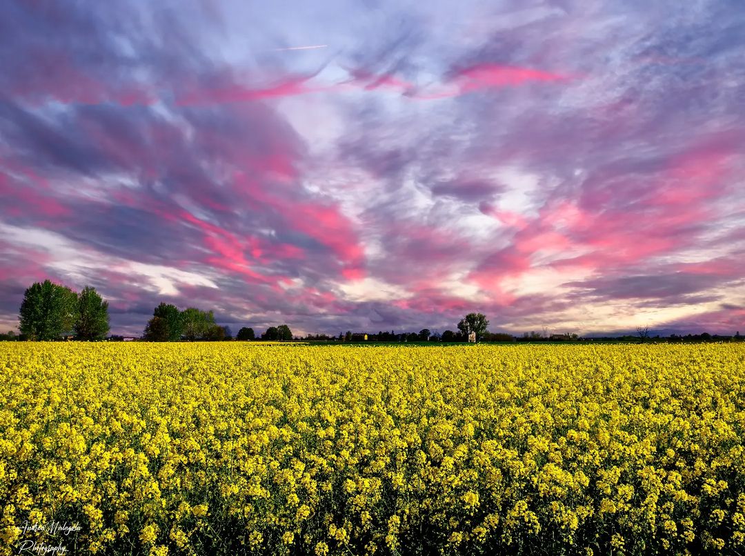 inEmiliaRomagna tweet media