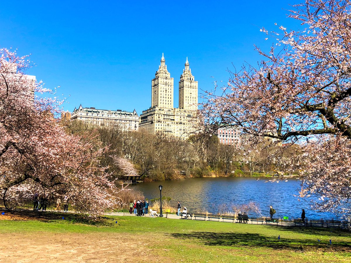 gigi_nyc's tweet image. Today at The Lake @CentralParkNYC #NYC #SignsofSpringNYC