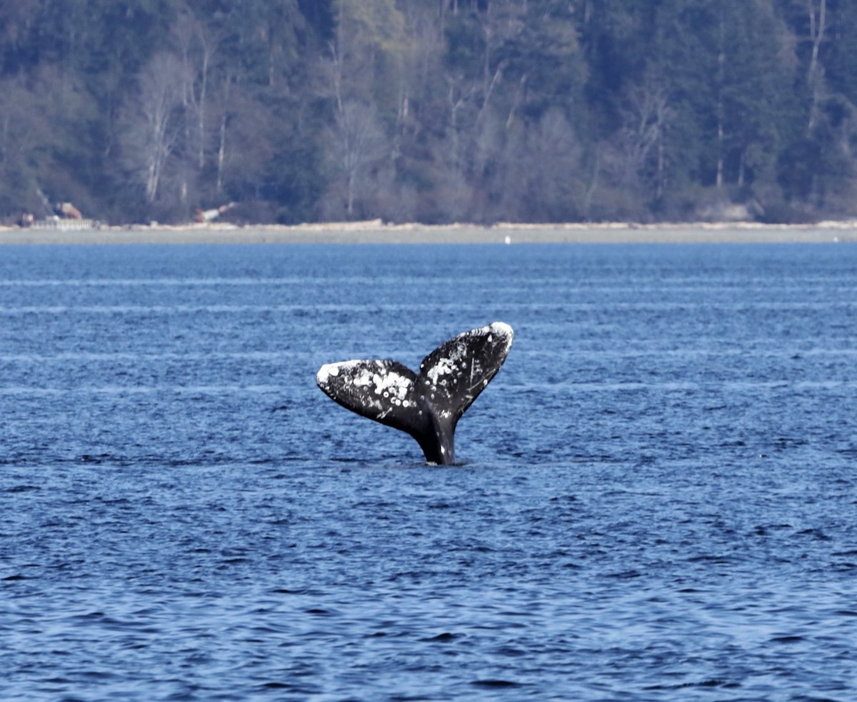 ❤️🐳Help Cascadia Research Collective &amp; Orca Network choose names for 5 Sounders (North Puget Sound gray whales): 356, 383, 2356, 2362, and 2440 
⏰POLL ENDS tonight, Sunday, April 2nd  at 11:59pm (Pacific)
🔘POLL LINK:  forms.gle/4Tuj3pzUQ8anEr…

📷: CRC383 by Clarence Hein, 2021