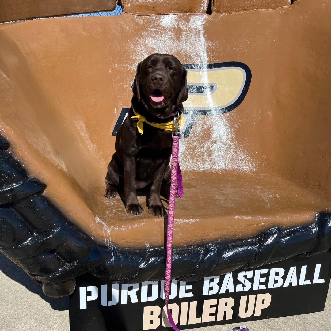 pucvm's tweet photo. Today is a great day for some #Boilermaker #Baseball and our #CanineEducators are here to lend a paw to their favorite team!

Go Boilers!

#Boilerup #Boilermakers #PurdueUniversity #wildcats #purduedogs @PurdueBaseball @PurdueSports @NUCatsBaseball @LifeAtPurdue https://t.co/x1LMiQueQ9