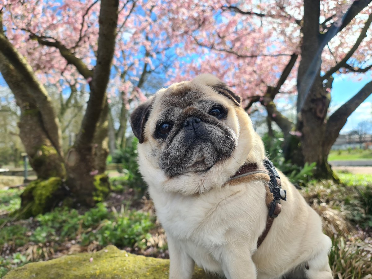 Love the spring 🌸 #pugs #pugsoftwitter #dogs #dogsoftwitter