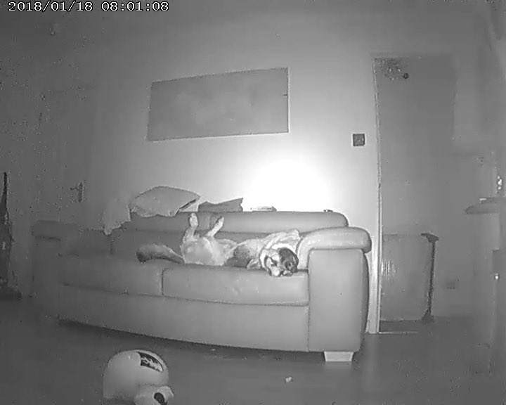 FantasyFloor's tweet photo. @Gaileys1609 @cctvidiots Haha! Love it. We have a camera. This is what I catch on mine  🙈🙈🙈 https://t.co/WsHJy3dNuV