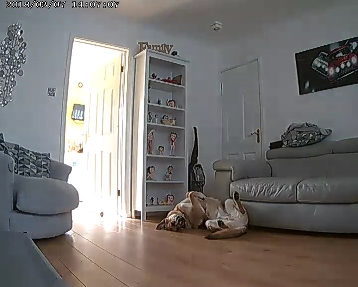 FantasyFloor's tweet photo. @Gaileys1609 @cctvidiots Haha! Love it. We have a camera. This is what I catch on mine  🙈🙈🙈 https://t.co/WsHJy3dNuV