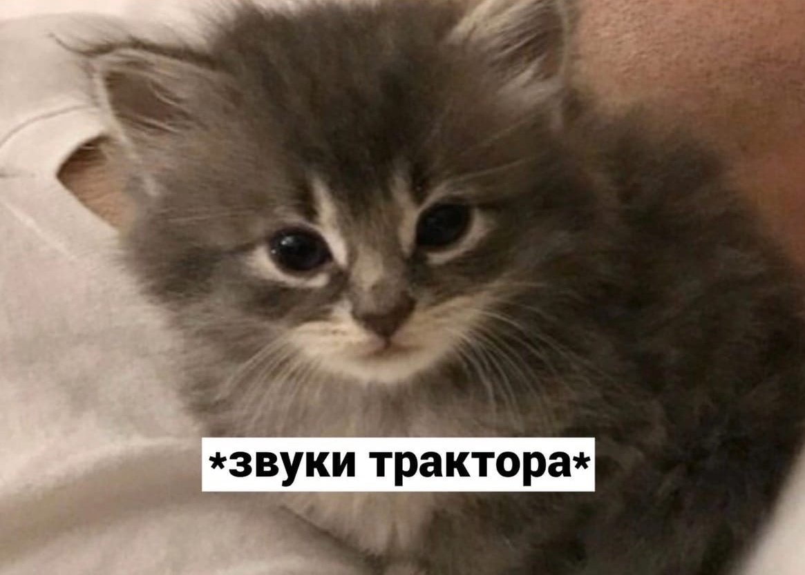 svinya_upala's tweet photo. @yussemal Приходи ко мне на канальчик, всегда рада, всегда жду https://t.co/slztAaZgbU