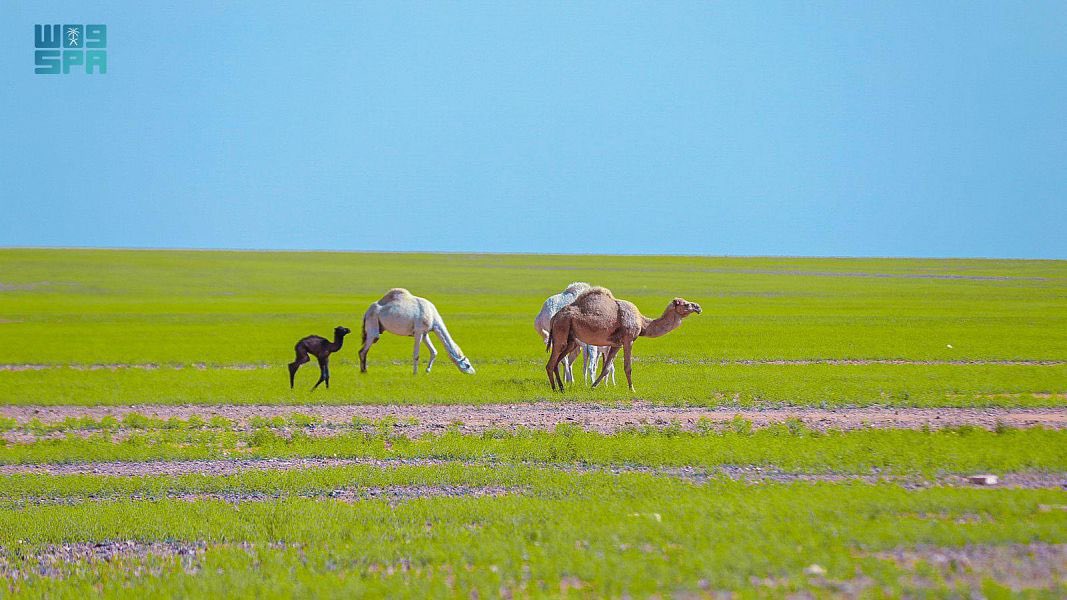 SaudiNewsFR's tweet photo. Scène impressionnante dans le désert des régions nord du Royaume d'#Arabie_Saoudite. 

Température fraîche durant ce #Ramadan 1444/2023 https://t.co/wFWFWuHubJ