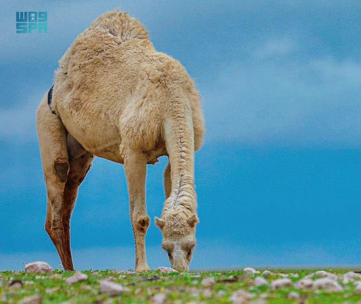 SaudiNewsFR's tweet photo. Scène impressionnante dans le désert des régions nord du Royaume d'#Arabie_Saoudite. 

Température fraîche durant ce #Ramadan 1444/2023 https://t.co/wFWFWuHubJ