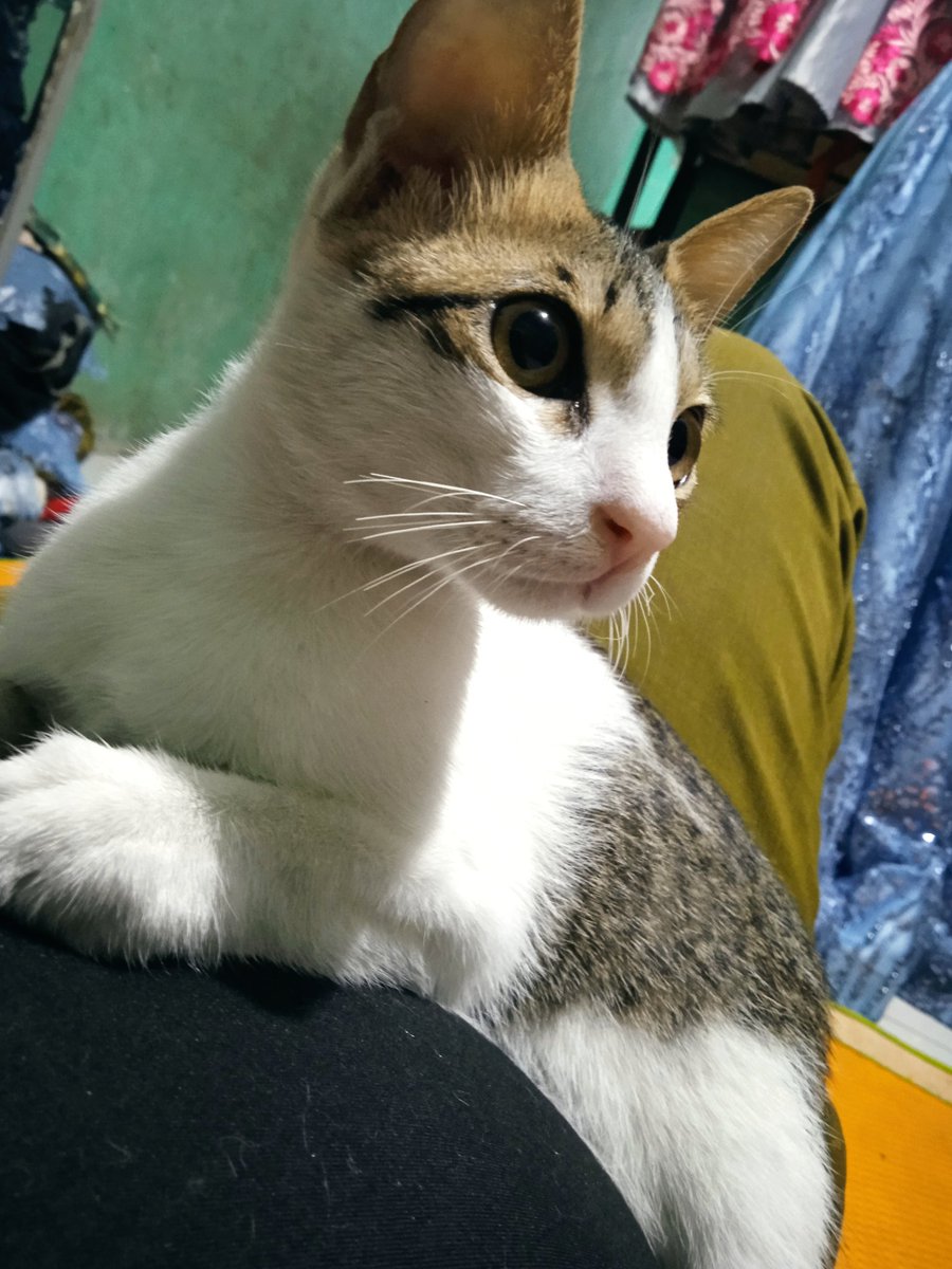 HadiSuburo's tweet photo. Makin cantik simanis ini https://t.co/NBfWuhocwe