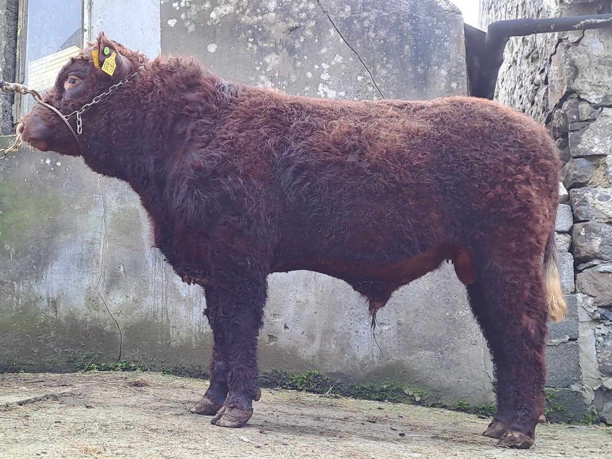 KirraneDavid's tweet image. We have for sale 2 Bulls sired by Montesqieu.
Both bulls 14mths.
Carrentubber Brazil poll 
Carrentubber Braveheart poll
Lovely quiet bulls with nice shape.
Contact me for more information.