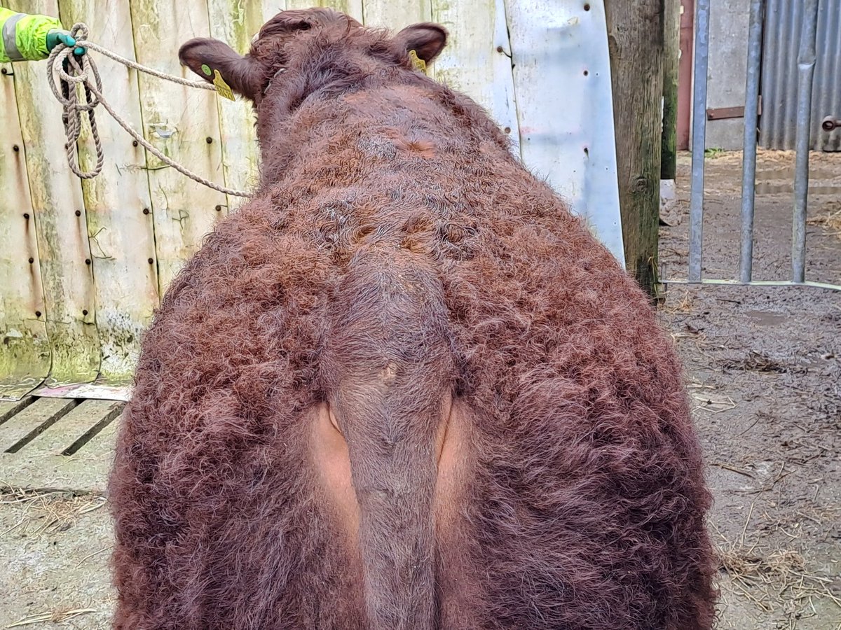 KirraneDavid's tweet image. We have for sale 2 Bulls sired by Montesqieu.
Both bulls 14mths.
Carrentubber Brazil poll 
Carrentubber Braveheart poll
Lovely quiet bulls with nice shape.
Contact me for more information.