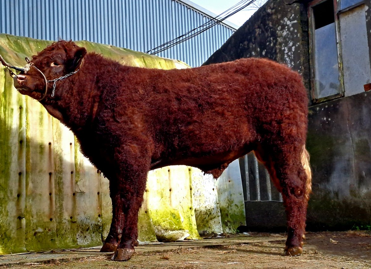 KirraneDavid's tweet image. We have for sale 2 Bulls sired by Montesqieu.
Both bulls 14mths.
Carrentubber Brazil poll 
Carrentubber Braveheart poll
Lovely quiet bulls with nice shape.
Contact me for more information.