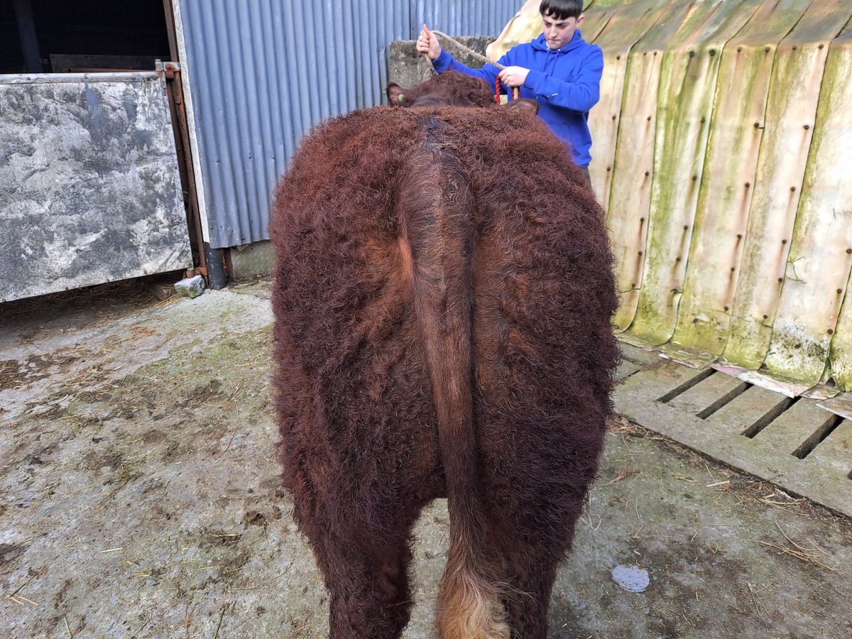 We have for sale 2 Bulls sired by Montesqieu.
Both bulls 14mths.
Carrentubber Brazil poll 
Carrentubber Braveheart poll
Lovely quiet bulls with nice shape.
Contact me for more information.