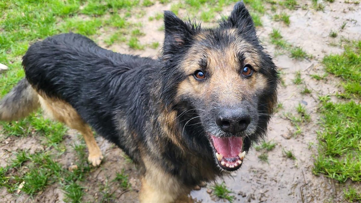 Adopte_un_chien tweet media