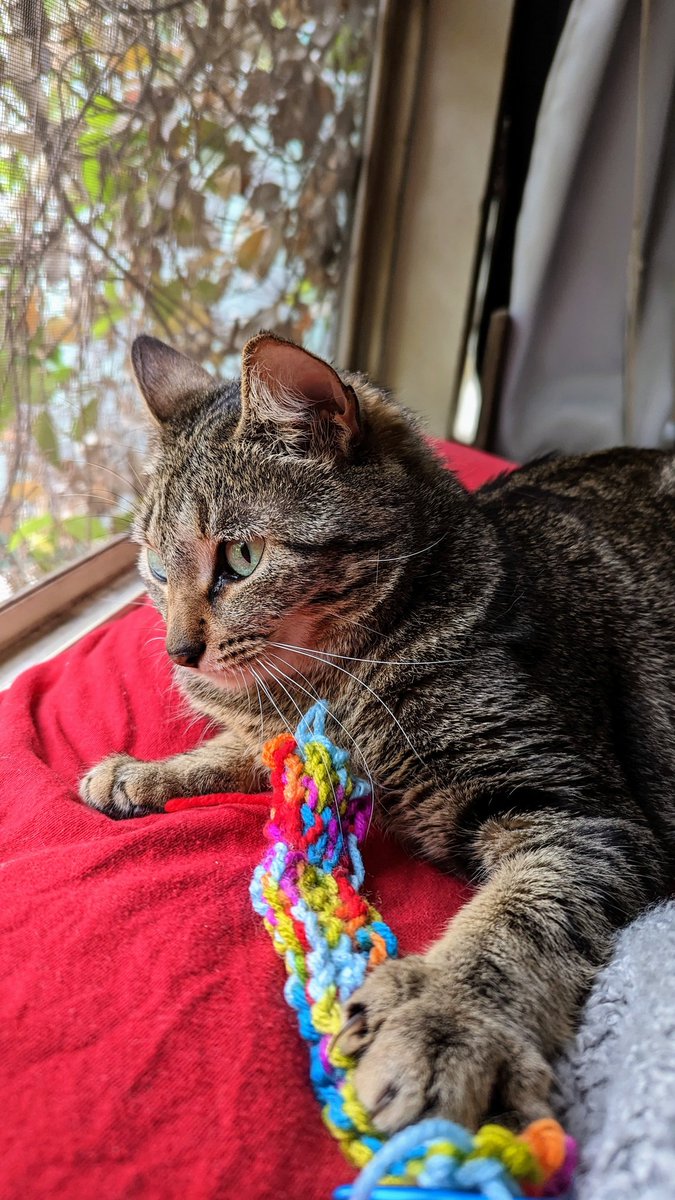 BeezSaltyNutz's tweet photo. Testing stitch strength 🧶😻
#knittingkitty https://t.co/eXgtcvojid