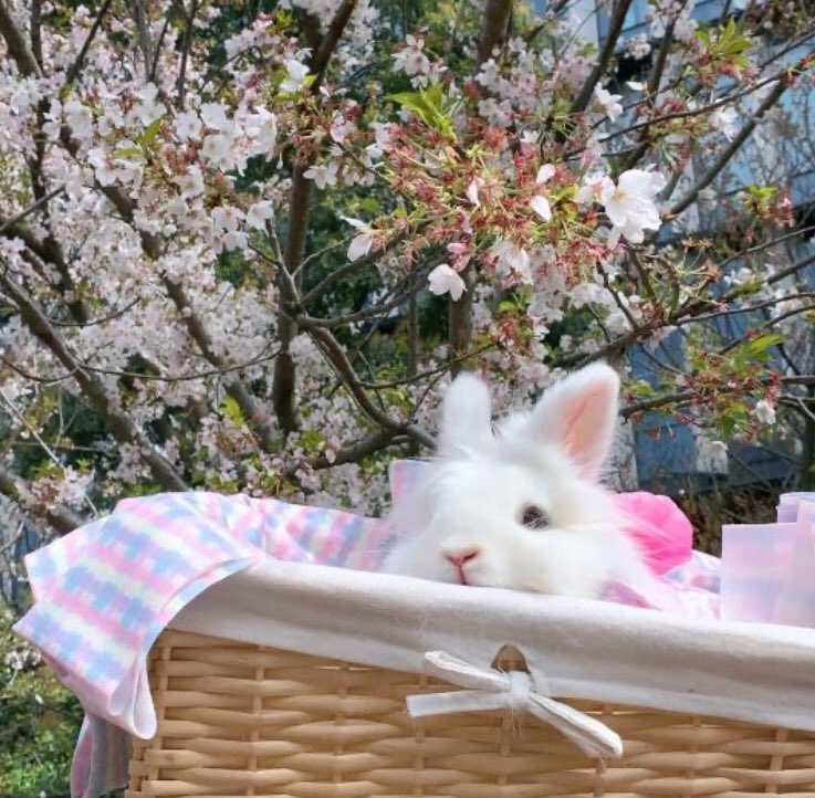 piinkibun's tweet photo. https://t.co/ddNVrrxAec