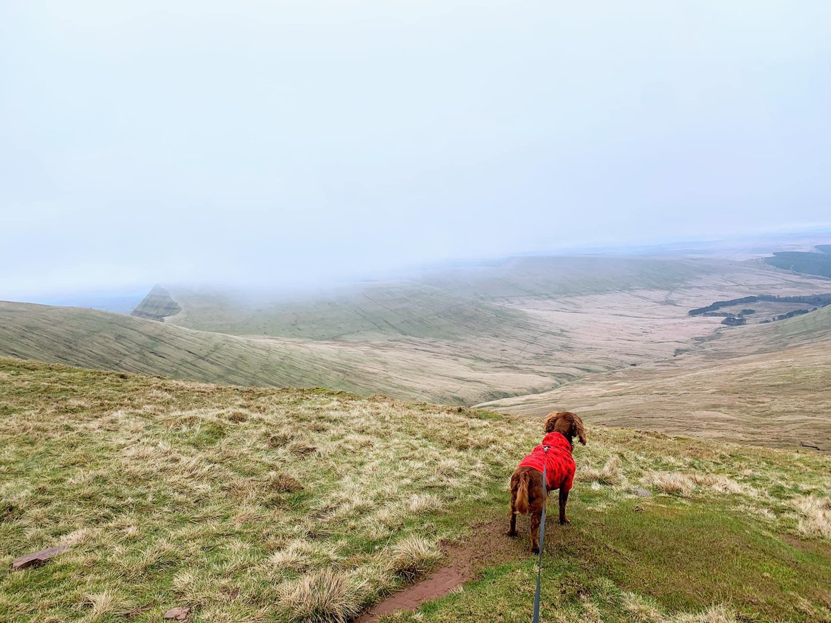 spgalea's tweet photo. After a busy wk of walk the dog-gym-eat-work-study-sleep-repeat, & another boring w/end at home writing an MBA assignment, #DigbyDog🐶/I had to get into the @BreconBeaconsNP #Wales🏴 for a hike🥾 They never fail to impress & I feel so lucky to have this beauty on my doorstep ⛰😍 https://t.co/cNdHE1TrRm
