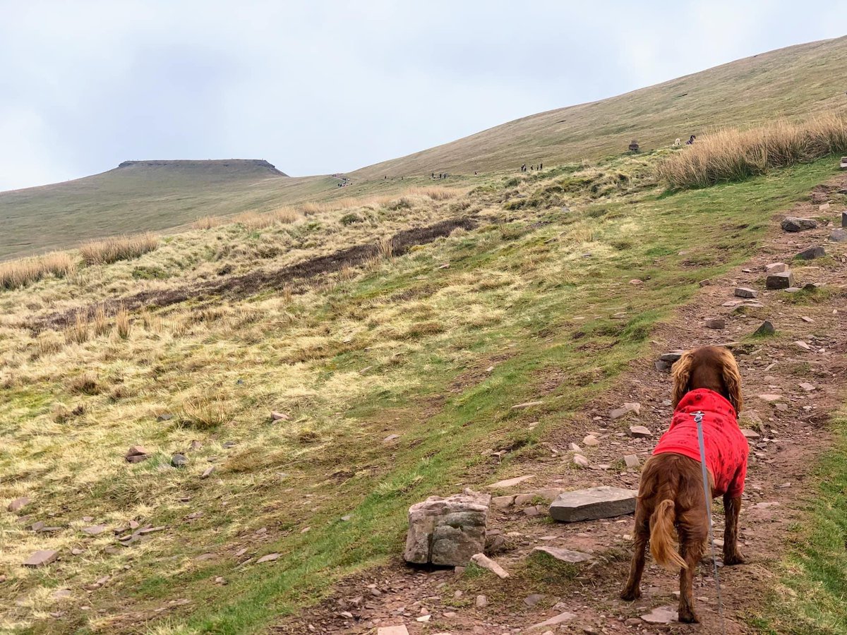 spgalea's tweet photo. After a busy wk of walk the dog-gym-eat-work-study-sleep-repeat, & another boring w/end at home writing an MBA assignment, #DigbyDog🐶/I had to get into the @BreconBeaconsNP #Wales🏴 for a hike🥾 They never fail to impress & I feel so lucky to have this beauty on my doorstep ⛰😍 https://t.co/cNdHE1TrRm