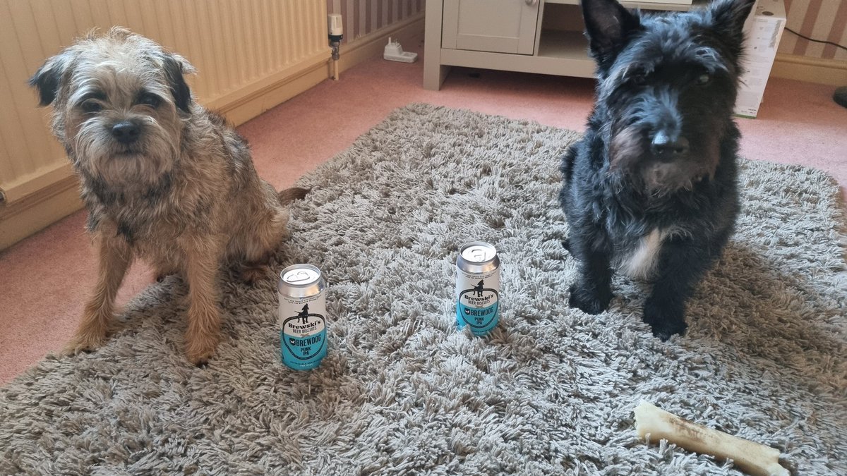 ConorTheBrit's tweet photo. It is Carrots birthday today, 6years old #borderposse #dogsoftwitter and he enjoying it with his brother House (scottie x) and a can of @BrewDog dog treats ๐๐๐ฅณ๐ฅณ https://t.co/8FbGcFhVez
