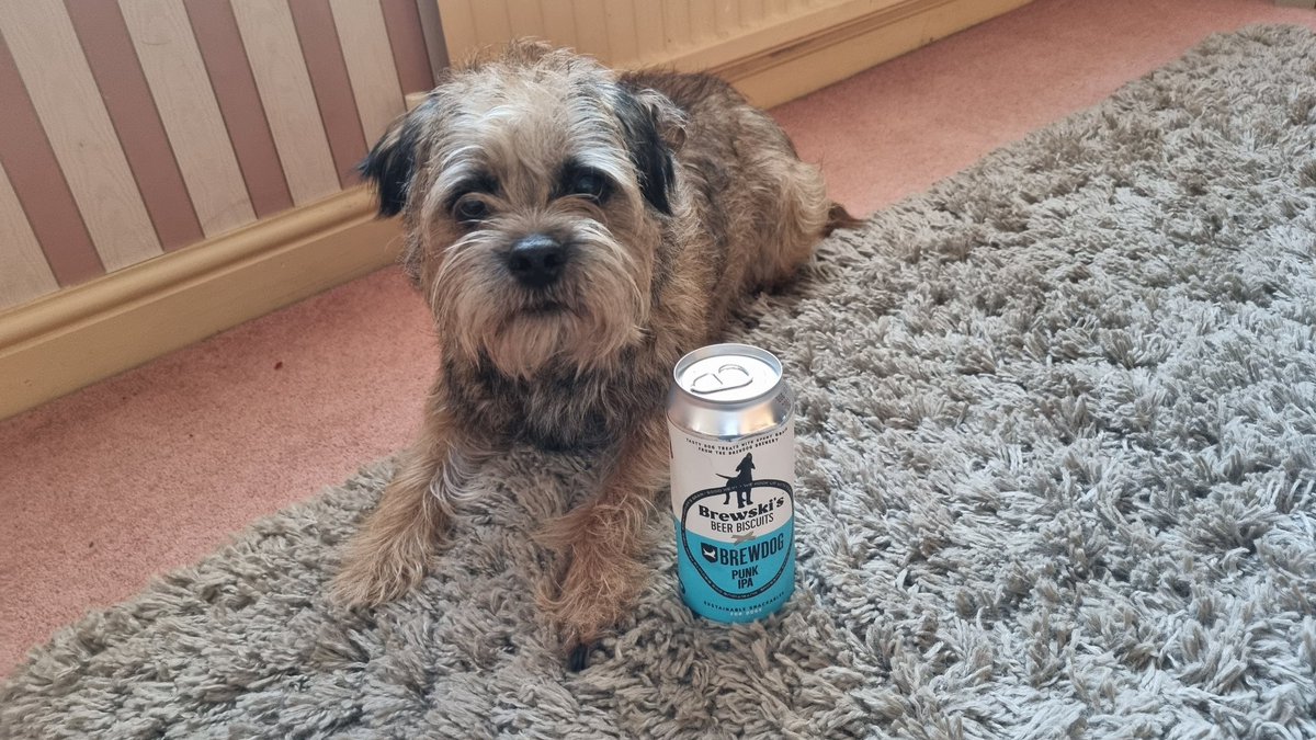 ConorTheBrit's tweet photo. It is Carrots birthday today, 6years old #borderposse #dogsoftwitter and he enjoying it with his brother House (scottie x) and a can of @BrewDog dog treats ๐๐๐ฅณ๐ฅณ https://t.co/8FbGcFhVez