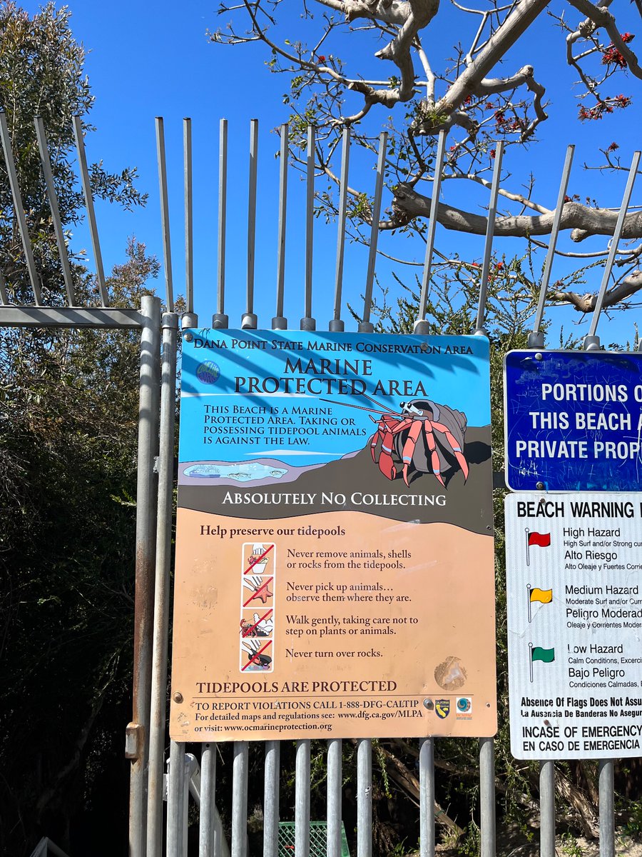 OGs know 1000 steps beach has the best sea life