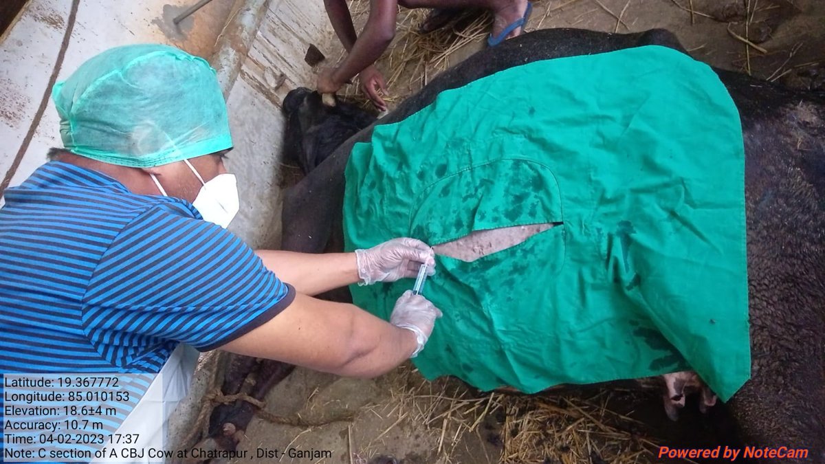 Veterinarians of F&amp;ARD Dept are delivering services to livestock farmers at time of utmost need. Braving all odds, a critical Caesarean Section operation has been performed at night at farmer's doorstep to save a cow in Chhatrapur area of Ganjam. Kudos!
<a href="/rajaaswain/">Ranendra Pratap Swain</a> @farddept