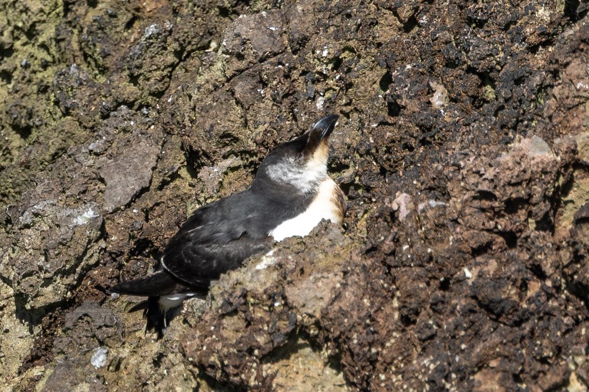 One of a few oiled birds I have seen this weekend. Juv Razorbill at Hopes Nose, Torbay. 
Has the Poole Harbour spill actually been contained ? 
<a href="/DefraGovUK/">Defra UK</a> <a href="/Natures_Voice/">RSPB</a> <a href="/theresecoffey/">Thérèse Coffey</a> 
<a href="/DevonBirds/">Devon Birds</a> <a href="/The_MMO/">Marine Management Organisation</a> <a href="/BBCSpotlight/">BBC South West</a> <a href="/SEDwildlife/">South East Devon Wildlife</a>
