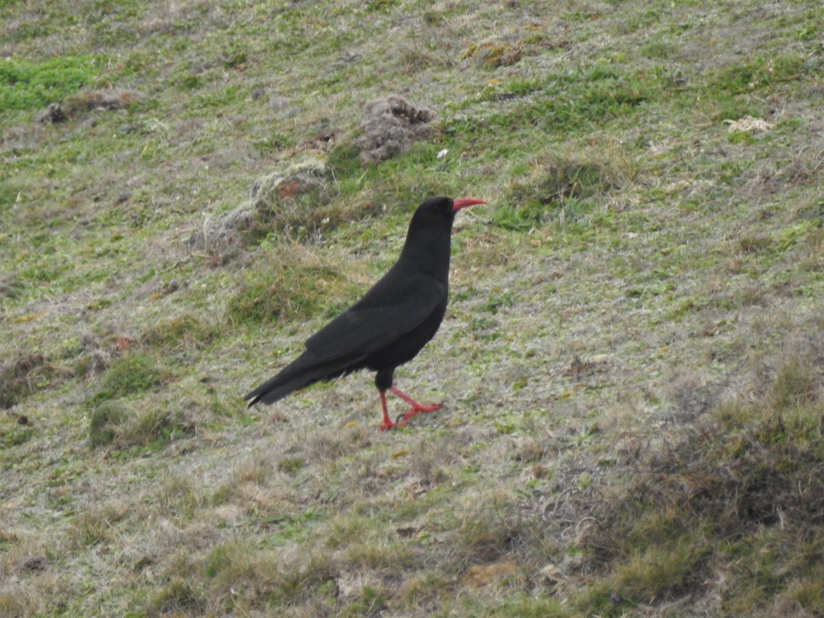 RyanIrv66544163's tweet photo. After 5 hrs on patch with a dearth of migrants I ventured a bit further along the coast and only found one migrant #slow #findtick #lowcarbonbirding #notquitePWC2023 https://t.co/Hz1QvDxmZv