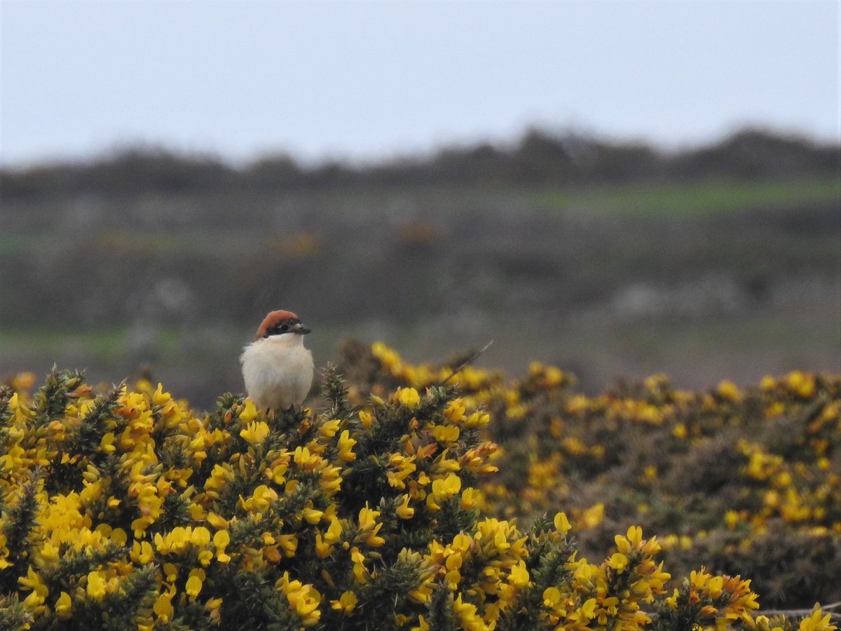 RyanIrv66544163's tweet photo. After 5 hrs on patch with a dearth of migrants I ventured a bit further along the coast and only found one migrant #slow #findtick #lowcarbonbirding #notquitePWC2023 https://t.co/Hz1QvDxmZv