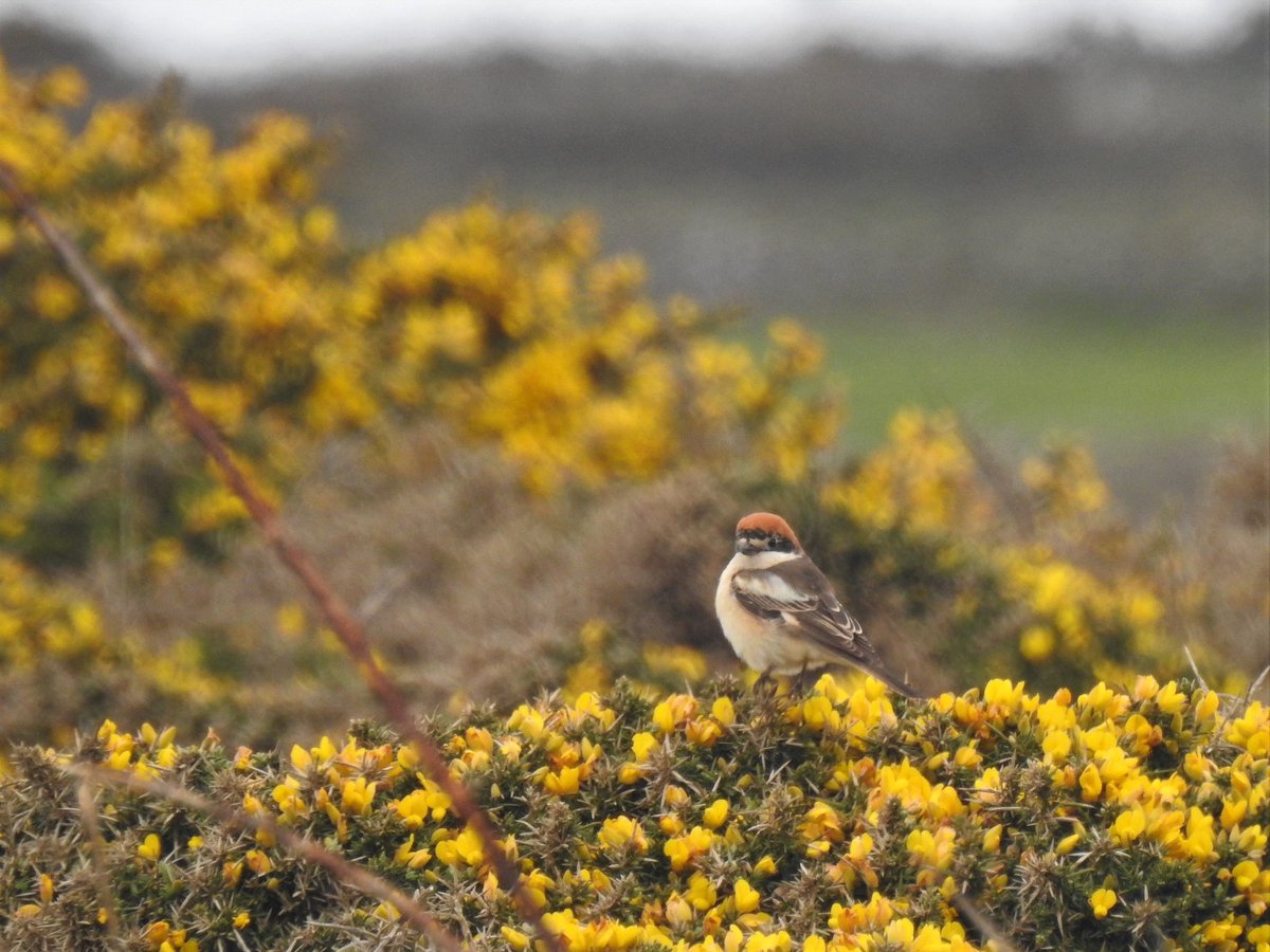 RyanIrv66544163's tweet photo. After 5 hrs on patch with a dearth of migrants I ventured a bit further along the coast and only found one migrant #slow #findtick #lowcarbonbirding #notquitePWC2023 https://t.co/Hz1QvDxmZv