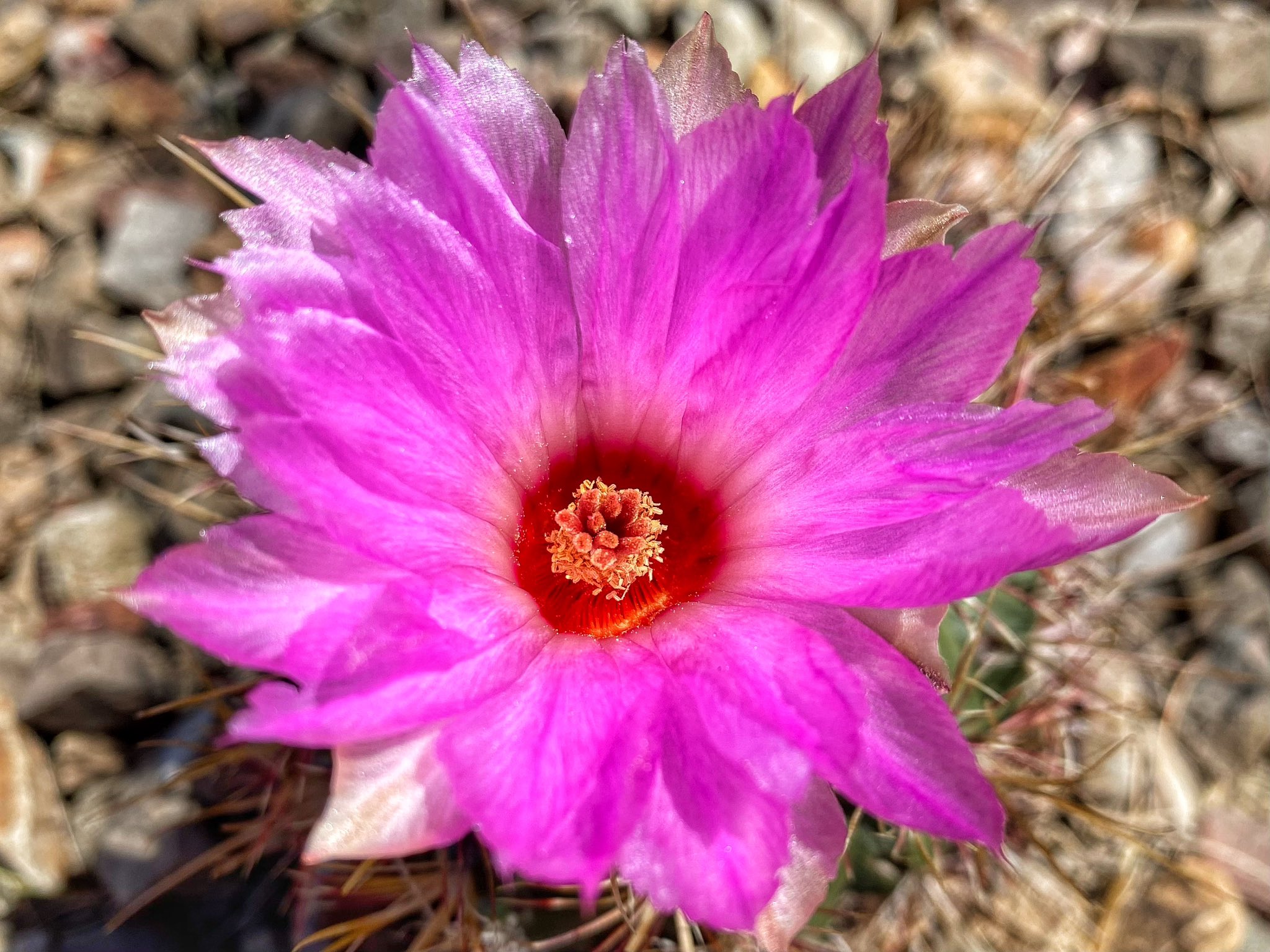 j4 cactus jack purple