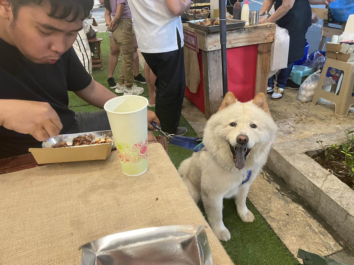 togurocchi's tweet photo. #フィリピン ＃マニラ #パサイ #治安
普通のカフェです☕️
モフモフがバックに入ってご来店🐕
ポメ⁉️犬です🐶
撫でると座ります💓
動物に寛容な国です🇵🇭 https://t.co/2a56jWjFB6