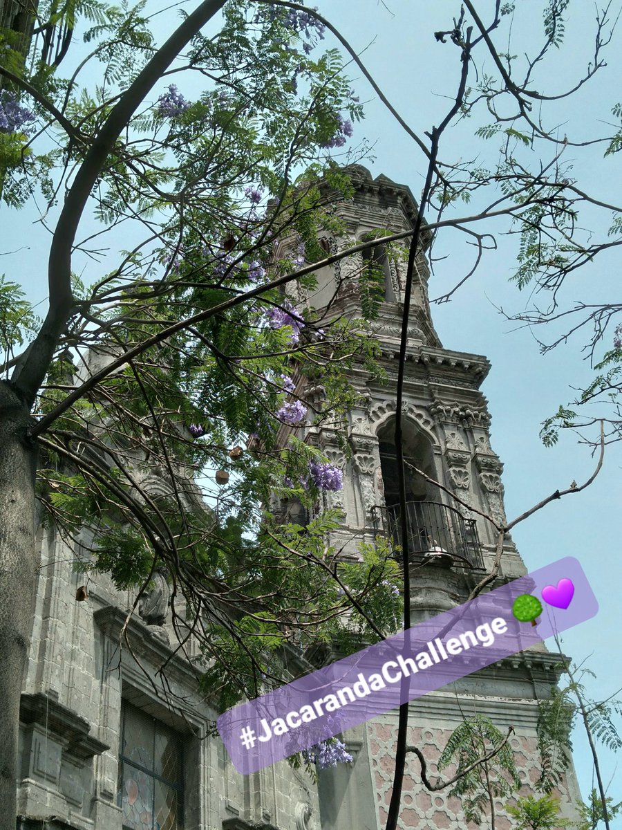 Tonatiuhacolor's tweet photo. #FelizDomingo 😍
#JacarandaChallenge 🌳💜 https://t.co/BhiysXSAK0