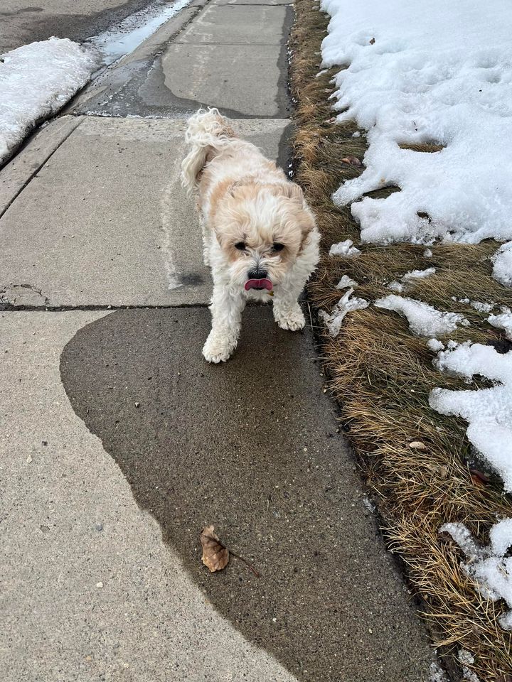 LOST PETS YYC tweet media