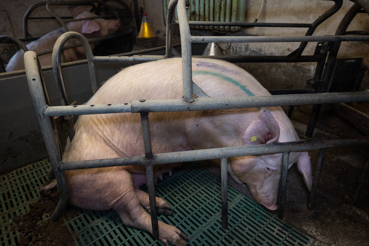RathboneKim's tweet photo. "Man has turn the Earth into hell for animals."
Sasha @BTWsanctuary has rescued 91+ pigs from this hell, abuse and slaughter. Help support and feed them by joining the Pigoneers for as little as £2.50/$3.50 a month...🙏💚⬇️
https://t.co/DrT7j1wAu4 https://t.co/Jb6DvDcrNv